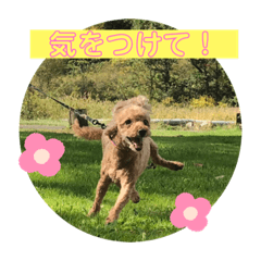 [LINEスタンプ] トイプードルのクゥ②