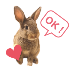 [LINEスタンプ] チェスナの日常