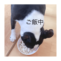 [LINEスタンプ] ゴンくん