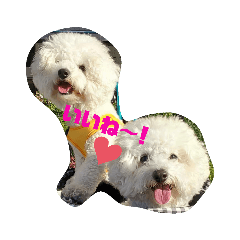 [LINEスタンプ] ビションフリーゼムギラテ