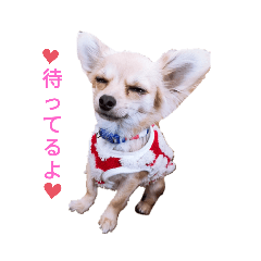[LINEスタンプ] トラ マロン バンビの日常