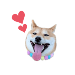 [LINEスタンプ] 柴犬 こうめちゃん②♡敬語編
