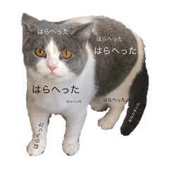 [LINEスタンプ] たなかけのねこたち