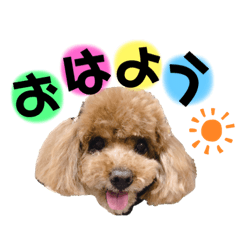 [LINEスタンプ] 癒しの愛犬＊