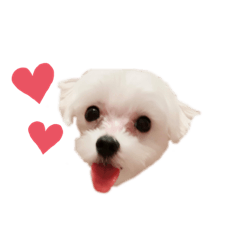 [LINEスタンプ] マルチーズのジャッキーくん