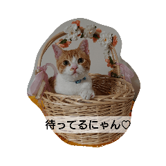 [LINEスタンプ] 猫のリンシャンくん