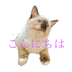 [LINEスタンプ] ラグドールのランちゃん