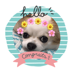 [LINEスタンプ] チワワのアル