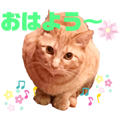 [LINEスタンプ] 猫のスタンプ ちーちゃん2