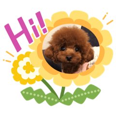 [LINEスタンプ] トイプーくるみのスタンプPart4