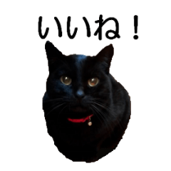[LINEスタンプ] 黒猫のコテツ