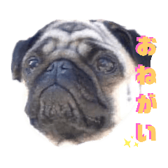 [LINEスタンプ] パグぱぐのC＆M♪1