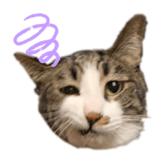 [LINEスタンプ] ピピさん