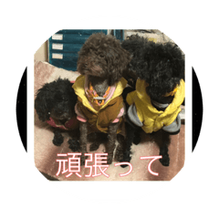 [LINEスタンプ] 家族で〜す
