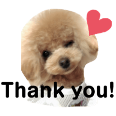 [LINEスタンプ] プードル好きのためのスタンプ