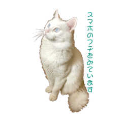 [LINEスタンプ] 上海猫あみー