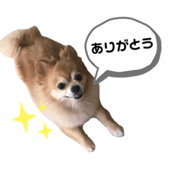 [LINEスタンプ] ぽめちわわポップのスタンプ(^^)