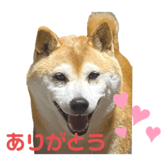 [LINEスタンプ] 柴犬あい2