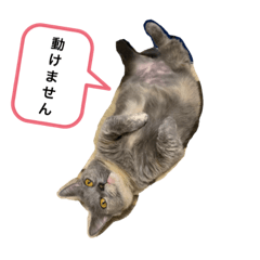 [LINEスタンプ] ニャンずの日常
