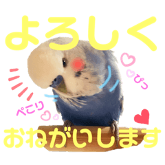 [LINEスタンプ] ジャンボセキセイ ピー助さんとの日々3