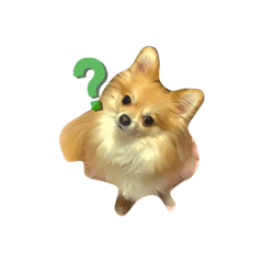 [LINEスタンプ] きなぴ1
