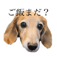 [LINEスタンプ] 日常生活の中の犬とおじさん