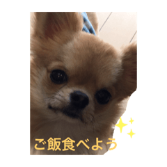 [LINEスタンプ] チワワのちゅうくん