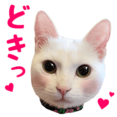[LINEスタンプ] Kさん家のミル その3