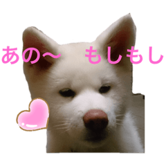 [LINEスタンプ] こゆとら もしもしバージョン