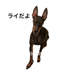 [LINEスタンプ] トイマンチェスターテリア ライ