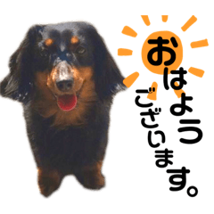 [LINEスタンプ] うちのパイン