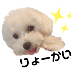 [LINEスタンプ] ちょこっとマルプー