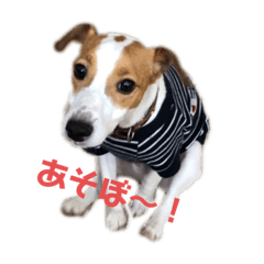[LINEスタンプ] ジャック・ラッセル・テリアのエルビーくん