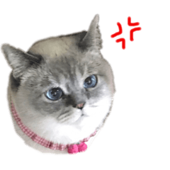[LINEスタンプ] 甲斐fam
