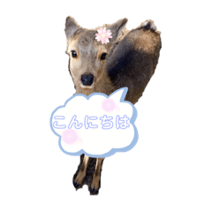 [LINEスタンプ] 可愛い♡子鹿