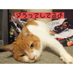 [LINEスタンプ] 愛猫の生態