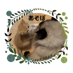 [LINEスタンプ] ねこ猫ネコの毎日にゃんこ