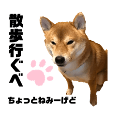 [LINEスタンプ] 柴犬ちょこのゆるーいスタンプ