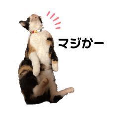 [LINEスタンプ] 三毛猫時々モモンガ 日常1