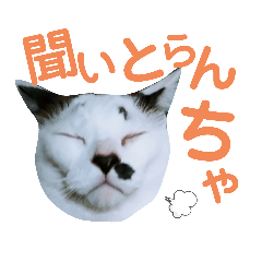 [LINEスタンプ] 北九州弁猫 ひなたとゆうひ③