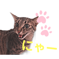 [LINEスタンプ] Cat好きのための日常スタンプの画像（メイン）