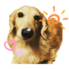 [LINEスタンプ] うちのごろーさん。