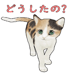 [LINEスタンプ] 猫の日常 by mizumachi