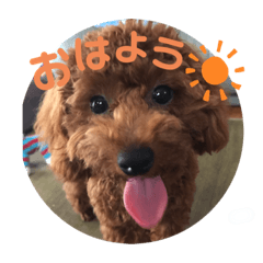 [LINEスタンプ] mirumo stamp