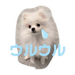 [LINEスタンプ] Cocobaby.