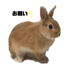 [LINEスタンプ] リアル茶ウサギ