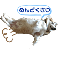 [LINEスタンプ] わんこのしんごちゃん3