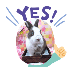 [LINEスタンプ] petchan❤