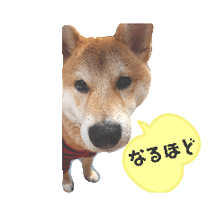 [LINEスタンプ] 今日も元気 あべのりょう