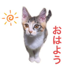 [LINEスタンプ] ☆とっちゃんスタンプ☆